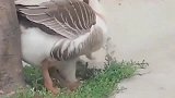 中华田园犬小奶狗：你干什么，快放开我，我麻麻不会放过你的！