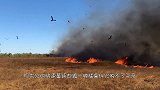 澳大利亚惊现猛禽纵火事件，鸟叼着燃烧的树枝去焚山，不可思议