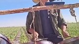 新疆棉农哥棉花地里激情高歌！我们的棉花我们自己都不够用！供不应求！我支持新疆棉花 棉农生活 正能量