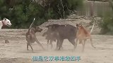 被人驯养的土狗，和野猪一对一单挑，压根不是野猪的对手
