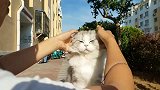 猫咪：铲屎的你这么蹂躏我，你的良心不痛吗