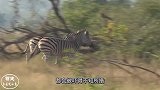 鬣狗逮住小角马，为了节省时间，鬣狗直接掏肛活吃