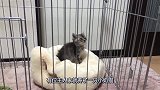 小奶猫整天被主人关在家里，猫咪尝试逃出笼子，竟然以失败告终