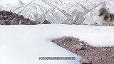 雪豹为了捕食岩羊，掉下百米悬崖，惊心动魄