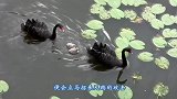 天鹅一家过马路，小天鹅害怕不敢走，接下来的画面让人暖心