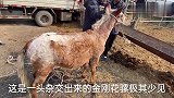 红驴与花马杂交出金刚花骡，野性十足力气很大，极其少见被人围观