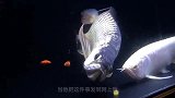 金龙鱼产卵，主人还没来得及高兴，雄鱼紧跟其后就吃掉了