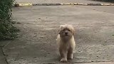 路边无意拍到这一幕，看到狗子的步伐，原谅我实在没忍住！