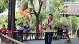 猴子走钢丝。