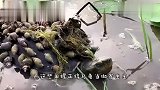 把一条鱼放在水边解冻,过段时间一看,反倒“大捞一把”！