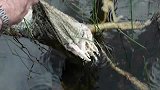 旅游-150122-4米巨蟒生吞2米鳄鱼 却被抓破肚子爆裂而亡