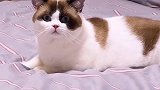 猫 你确定这是我叫的？ 星探家 家圆团圆