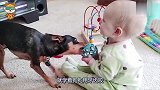 狗狗咬住宝宝的玩具球就抢，宝宝无奈之下这样做，画面让妈妈笑趴