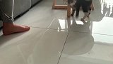 刚捡来的小奶猫，一个玩具就能玩一天