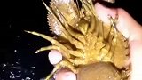 犀牛虾，又称琵琶虾，味道还行，就是长得怪丑的，也不像犀牛啊？