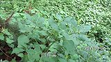 农村四哥：奶奶带孙女摘野菜，回家后爷爷做了一道美食