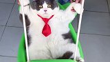 哈哈哈，一只憨憨，小猫荡秋千猫咪的迷惑行为 小猫荡秋千 肥猫