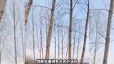 伐树神操作，真是艺高人胆大