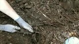 二战遗迹挖到一杆步枪，枪托都断了，都快认不出来了！