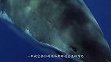 巨型章鱼捕食鲨鱼全过程，海底霸王被活活吞噬，真是大开眼界！