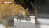 流浪猫被收养后，疑遭旧友隔窗“训斥”，低头挨训画风搞笑