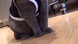 没人要的傻猫