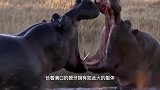 动物：狮子调戏河马，反被河马一口咬住头部
