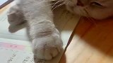 这么胖的猫爪，好可爱呀！