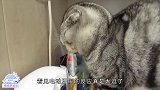 战斗民族的猫就是不一样，看到电动牙刷是这反应，太逗了