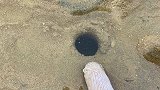沙滩上这样的圆洞才是皮皮虾的家，居然抓出来河豚