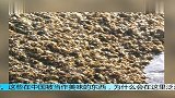 男子发现惊奇一幕知道原因后让人羡慕