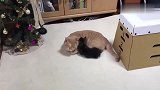 小心翼翼靠近橘猫要一起睡，小奶猫粘人的样子爆萌
