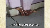 女子出门发现墙角有两“蛇头”，走近一看，瞬间不淡定了！