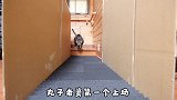 铲屎官让2只猫咪走锯齿道路，肥猫居然怂了