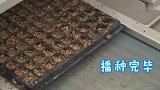 西瓜自动播种机，1小时能播10万粒种子