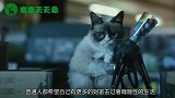 太扎心了！盘点最富有的动物，真人不如狗！