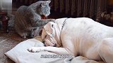 狗子睡觉被猫咪扇巴掌，接下来千万憋住笑！镜头拍下全过程