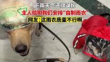 下雨天气还得遛狗，主人给狗狗们安排自制雨衣