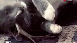 猫咪小看壁虎了哦