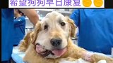 希望狗狗早日康复