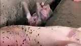 猪圈里拍到的一幕，这是练习仰泳了快去滋点水