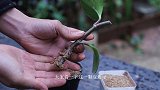 扦插豆瓣绿，谨记这3点，15天就能快速生根！