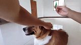 给家里的2条爱犬体内外驱虫，希望它们健健康康的，快快乐乐的