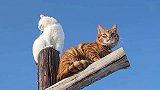 轻松时刻-20140807-猫叔说站得高看得远-生活20140807
