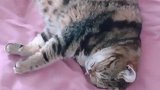 猫：走开点，别打扰我睡午觉！