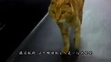 狗狗在公交站台流泪，每停下一辆车都会上前看看，它为何这样做