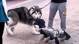 真狗子偶遇机器狗，全身都在抗拒