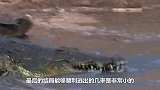 一匹马不慎误入狼群，为保命这样做，网友：高智商的马儿！