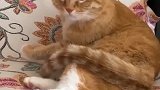 猫：我尾巴这么好看，要洗干净点！