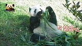 熊猫贝贝细细品尝美味的样子好优雅，水中捞食的动作更是可爱